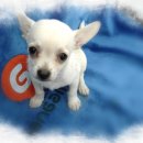 말티네 집 이미지