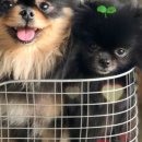 분당 필동물병원 이미지