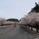 가야 옛터에 오는 봄... 분성산(김해 382m) 이미지