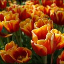 평안꽃식물원 이미지