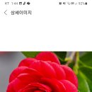 구매완료되었 습니다겹 동백 묘목 2그루 이미지