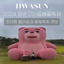 2024 화순 고인돌 봄꽃 축제 주말 방문 초대형 벨리곰 포토존 꿀팁
