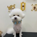 그루밍나인 이미지