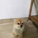 로이네 애견호텔 이미지