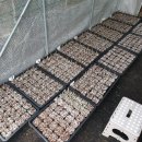 금원목장 | 토종다래 묘목 생산을 위한 숙지삽목 완료