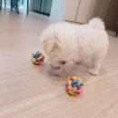 아리가온