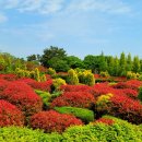 청산 단풍나무길 이미지