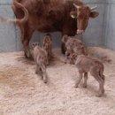 쌍둥이축산 이미지