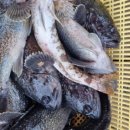 병기호 좌대낚시터 이미지