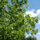 대추나무약국 이미지