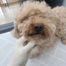 러블리 멍멍이 이미지