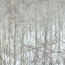 포레스트밸리 이미지