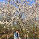 송촌생활체육공원(1) | [대전] 25.4.6 테미공원, 송촌생활체육공원 벚꽃 개화 현황