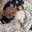 김현태김동민 동물의료센터 이미지