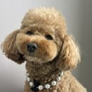 코디애견샵 | 보미야 강아지 천연석목걸이 샤넬라 코디 끝판왕 진주 목걸이로 우리 아이 미모 업그레이드