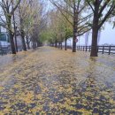 염치읍 은행나무길 이미지