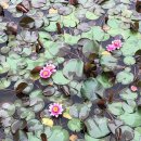 고택 수련 이미지