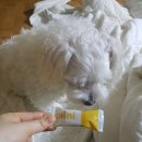 덴탈마트 이미지