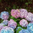 해돋이 펜션 이미지