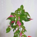 파티타임 이미지