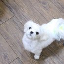 펫 패밀리 이미지