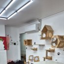 동물보육원 고양이 후원 카페 이미지