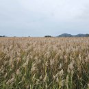 순천만습지 이미지