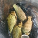 초평낚시터 이미지