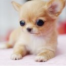 야옹이와 멍멍이 이미지