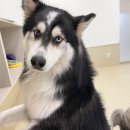 슈퍼해피독 이미지