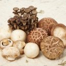 가을에 더욱 건강한 제철 버섯의 종류 이미지