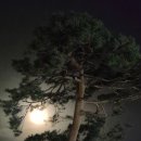 소나무를 품다 이미지