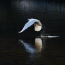 생활 민화 | 🎨 민화에 담긴 서민들의 세계관과 가치관 — 그림 속에 숨은 조선 백성의 마음