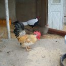 고려짬뽕 이미지