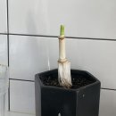 어쩌다무한리필