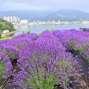 지세포로 이미지