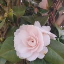 장성호 미락단지 이미지