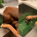 쓰담쓰담 이미지