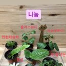 뜰과나