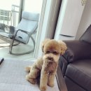 더 뷰티 독 이미지