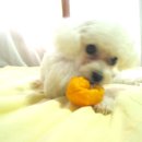 화이트 켄넬 이미지