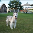 큐티애견 이미지