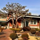 소나무 풍경 | 대전 괴정동 맛집 소나무풍경 도가니탕 내돈내산 후기