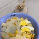 마곡나무 동물병원 | 마곡/발산 마곡나무 동물병원 진료 후기 (강아지 구토 및 귀 붉음, 살 빠짐)