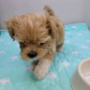 펫하임 강아지 고양이 이미지