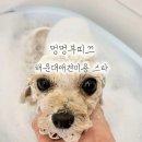 멍멍애견용품 | 해운대애견미용 멍멍부띠끄 토이푸들 스포팅 후기
