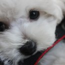 리사앤루이 이미지