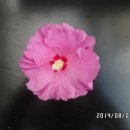 무지개화이트 이미지