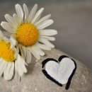 영지초등학교 이미지