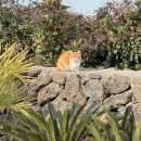 판포따숨 이미지